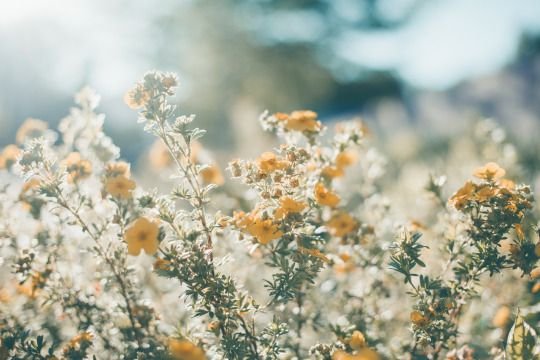 Le Jardin de Floraline